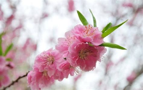 桃花運|什麼是桃花運？何時走桃花運？如何催旺桃花運？斬斷爛桃花？